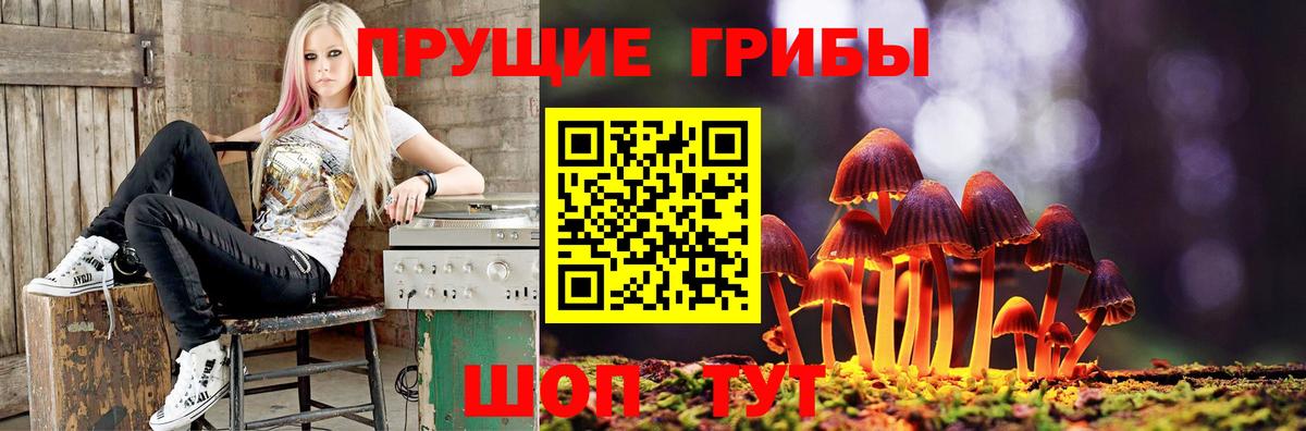 Псилоцибиновые грибы Psilocybine cubensis Архангельск